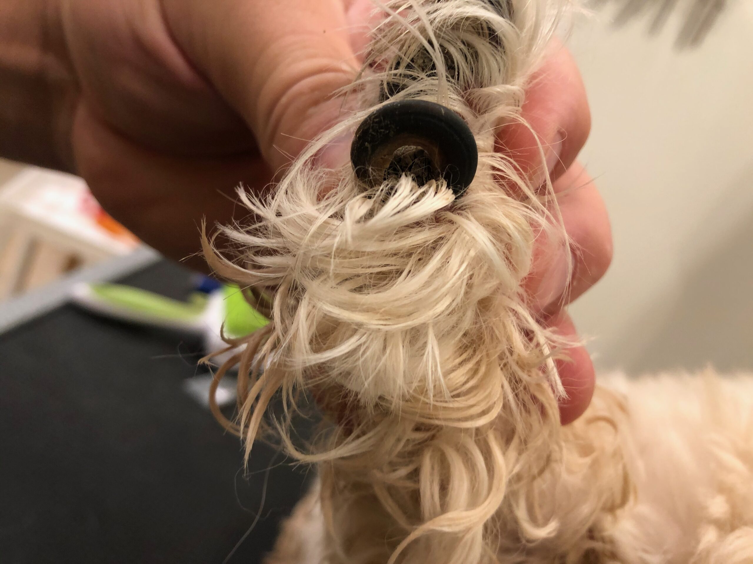 Dog Nail Trimming Maintenance and Corrections | Cookies N Clean