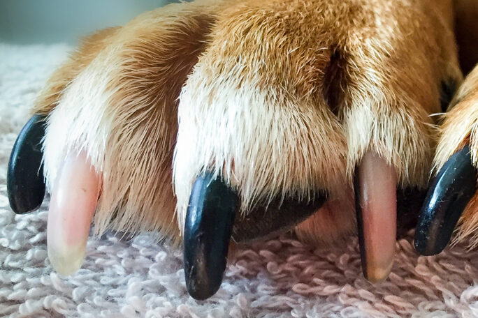 dog nail trimming in phoenix, az