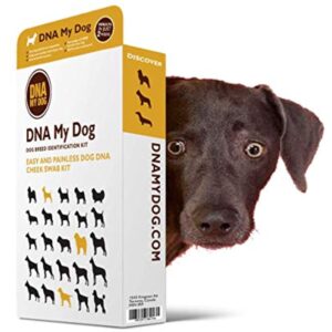 dna my dog breed identification kit at cookies n clean in phoenix az