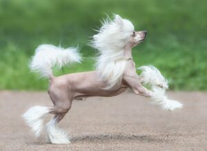chinese crested grooming