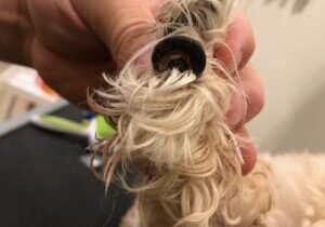 full curl dog nail in phoenix az